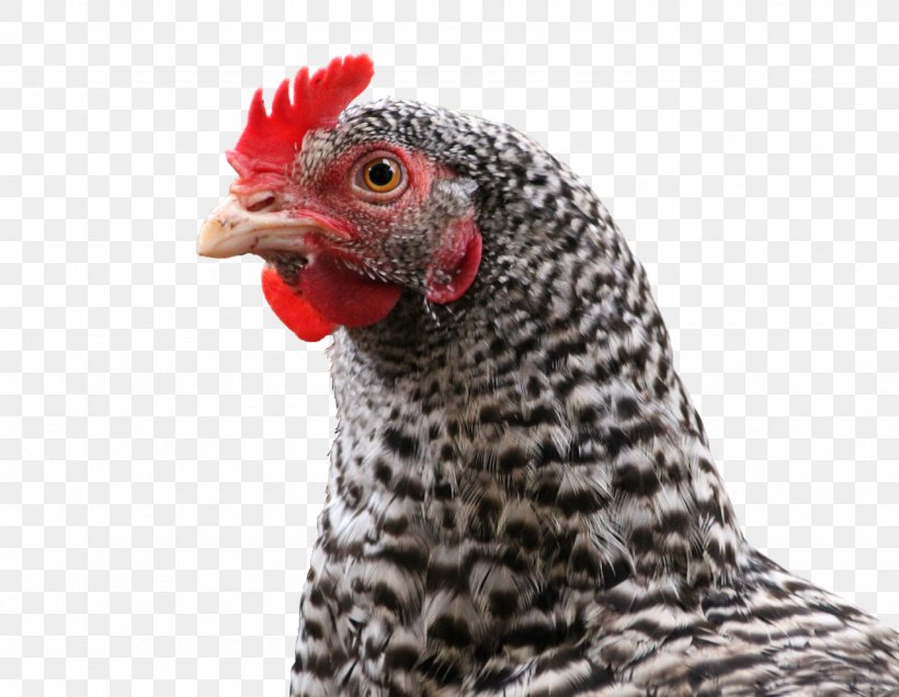 Polish Chicken Asil Chicken Broiler Farmer Poultry Farming, PNG, 1280x993px, Polish Chicken, Asil Chicken, Beak, Bird, Broiler Download Free