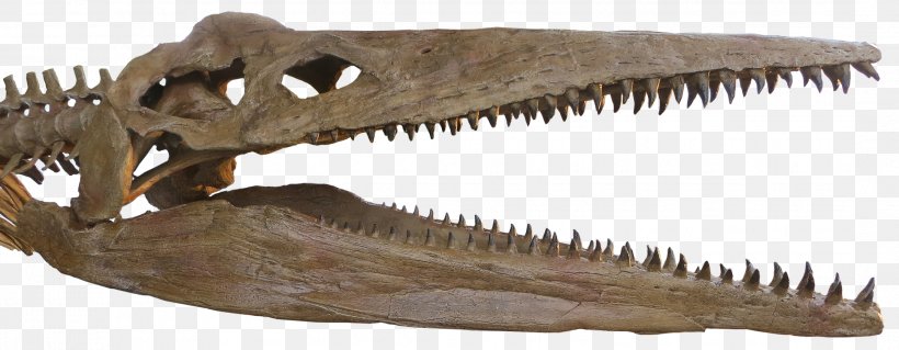 Reptile Pliosauroidea Pliosaurus Plesiosauroidea Skull, PNG, 2163x843px, Reptile, Centimeter, Dinosaur, Human Body, Jaw Download Free