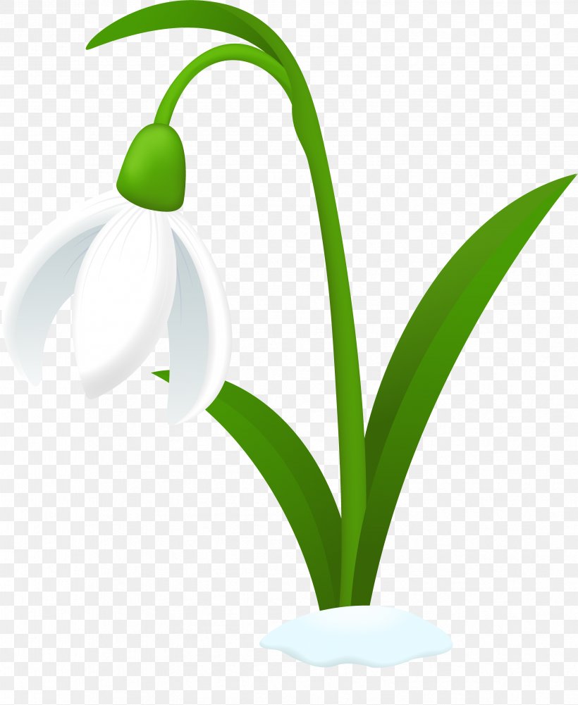 Snowdrop Australian Cuisine Clip Art, PNG, 3361x4104px, Snowdrop, Australian Cuisine, Drawing, Flora, Flower Download Free