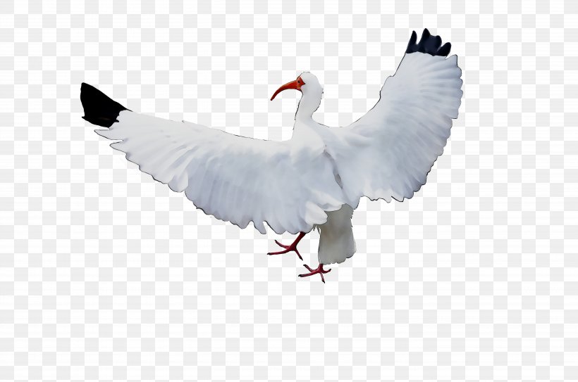 Swans Goose White Stork Duck Water Bird, PNG, 5568x3688px, Swans, Beak, Bird, Cranelike Bird, Duck Download Free