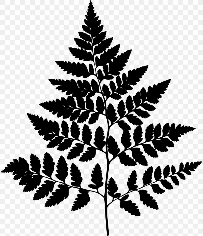 Trentham Estate Trentham, Staffordshire Pine Silhouette Leaf, PNG, 1190x1380px, Trentham Staffordshire, American Larch, Blackandwhite, Botany, Branch Download Free