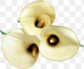 Vegetable - Vegetable Fruit æ²¹èœ Wallpaper PNG
