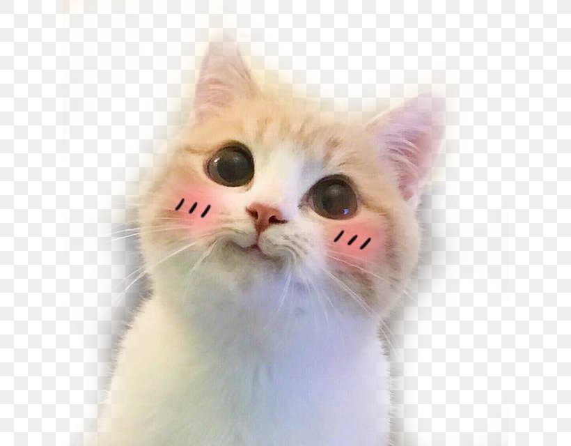 Cat Cuteness Sticker Facial Expression, PNG, 640x640px, Cat, Aegean Cat, American Wirehair, Blushing, Carnivoran Download Free