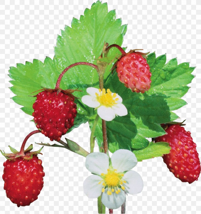 Musk Strawberry Wild Strawberry Fragaria Viridis, PNG, 2348x2500px, Musk Strawberry, Berry, Bilberry, Blackberry, Blueberry Download Free