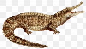 Caiman - Nile Crocodile Alligator Colombia American Crocodile Spectacled Caiman PNG