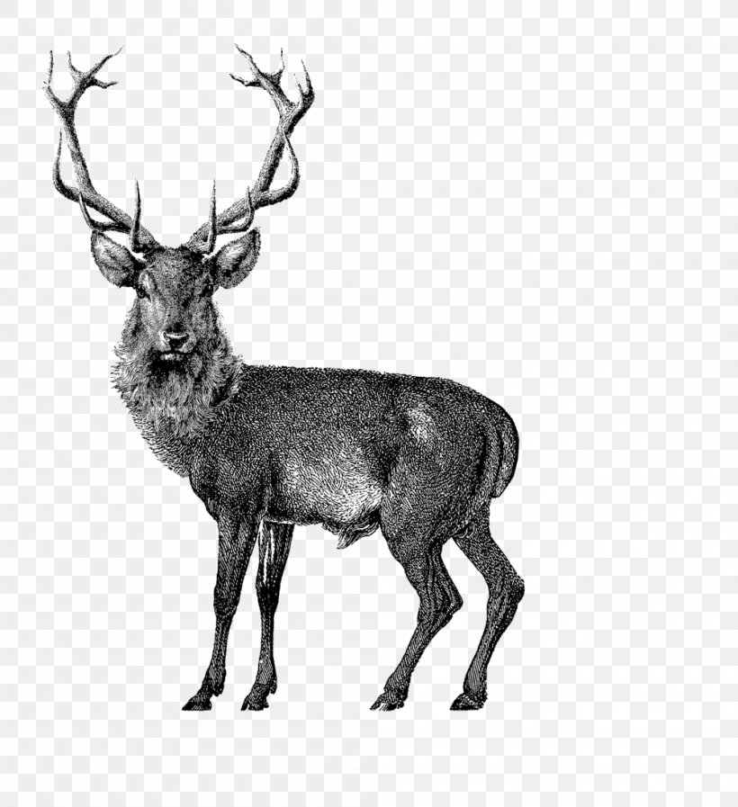 Red Deer Vector Graphics Drawing Reindeer, PNG, 1000x1094px, Deer, Antler, Black And White, Drawing, Elk Download Free