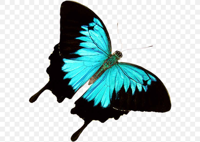 Butterfly Weed Clip Art Monarch Butterfly, PNG, 588x583px, Butterfly, Arthropod, Brushfooted Butterfly, Butterfly Effect, Butterfly Gardening Download Free