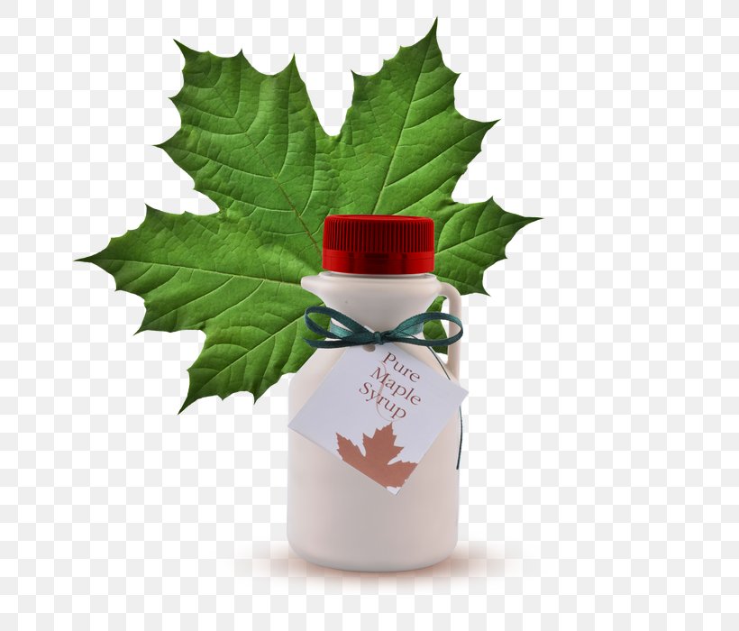 Maple Leaf Cream Cookies Maple Syrup Clip Art, PNG, 700x700px, Maple Leaf, Aquifoliaceae, Autumn Leaf Color, Canadian Cuisine, Christmas Ornament Download Free
