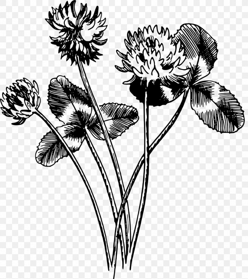Tulip Cut Flowers Floral Design /m/02csf Drawing, PNG, 889x1000px, Tulip, Anemone, Blackandwhite, Botany, Cut Flowers Download Free