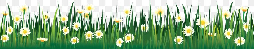 Camomile, PNG, 2450x480px, German Chamomile, Chamomile, Commodity, Digital Image, Flower Download Free