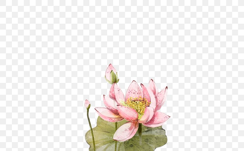 Floral Design Nelumbo Nucifera, PNG, 567x510px, Floral Design, Blossom, Cut Flowers, Designer, Drawing Download Free