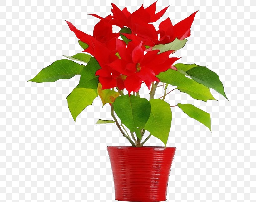 Flower Plant Flowerpot Red Houseplant, PNG, 650x648px, Watercolor, Anthurium, Flower, Flowering Plant, Flowerpot Download Free