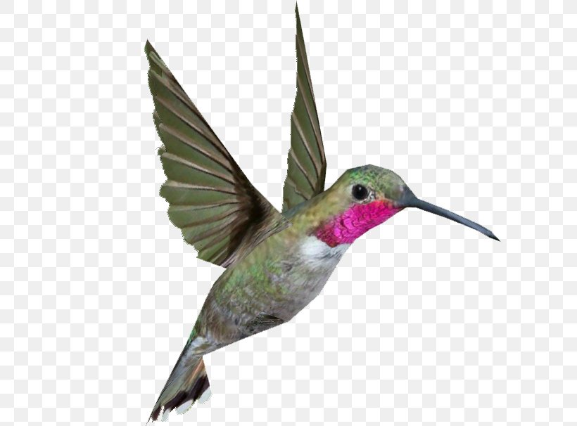 Hummingbird Zoo Tycoon 2 Treeswift, PNG, 606x606px, Hummingbird, Apodiformes, Beak, Bird, Broadtailed Hummingbird Download Free