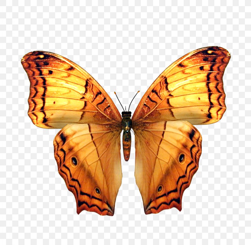 Photography Butterflies And Moths RGB Color Model, PNG, 1024x1000px, Photography, Adobe After Effects, Arthropod, Brush Footed Butterfly, Butterflies And Moths Download Free