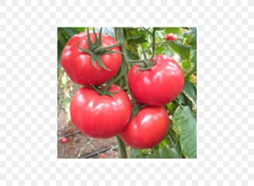 Seed Tomato Tohum (Kod: 15) Fruit Price, PNG, 450x600px, Seed, Acerola, Acerola Family, Asia, Bell Peppers And Chili Peppers Download Free