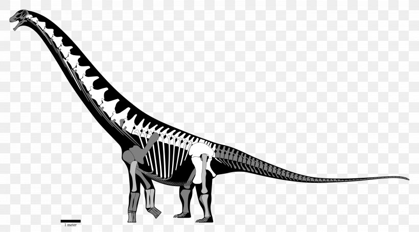 Velociraptor Futalognkosaurus Late Cretaceous Coniacian Turonian, PNG, 4988x2766px, Velociraptor, Black And White, Coniacian, Cretaceous, Dinosaur Download Free