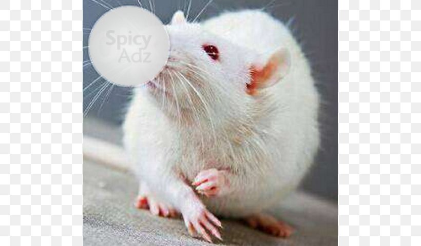 Gerbil Brown Rat Laboratory Rat Mouse Albinism, PNG, 640x480px, Gerbil, Albinism, Animal, Brown Rat, Fauna Download Free