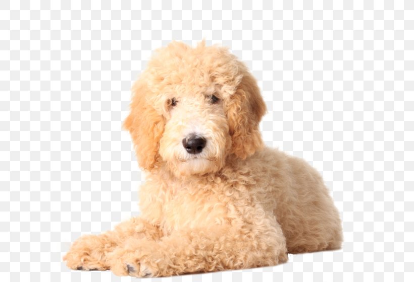 Goldendoodle Golden Retriever Labradoodle Poodle Puppy, PNG, 600x560px, Goldendoodle, Breed, Carnivoran, Coat, Cockapoo Download Free