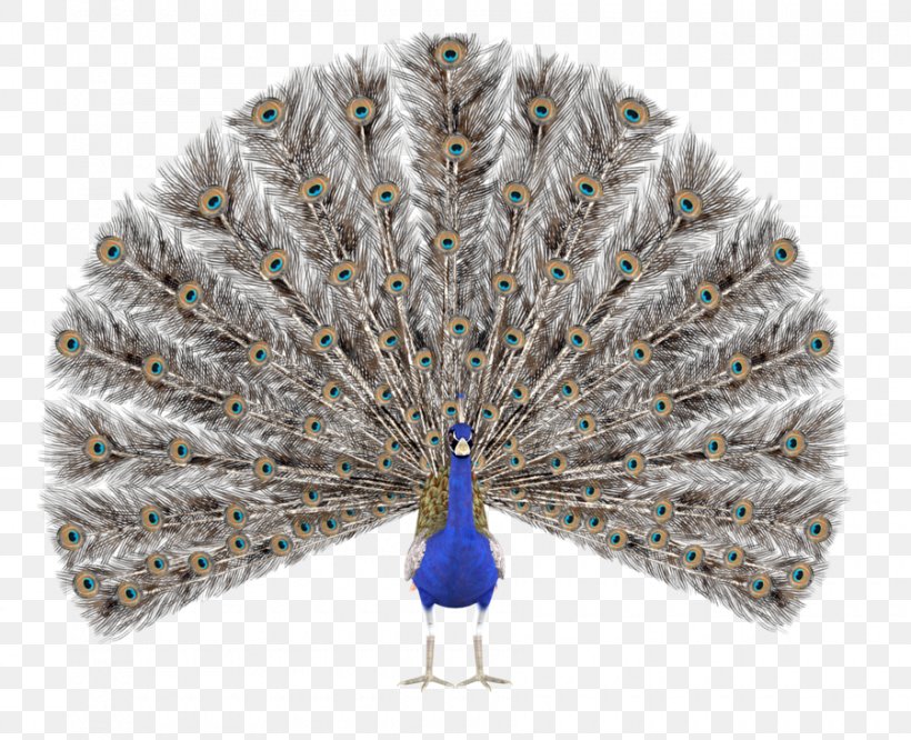 Peafowl Royalty-free Drawing Illustration, PNG, 900x731px, Peafowl, Animation, Asiatic Peafowl, Can Stock Photo, Decorative Fan Download Free