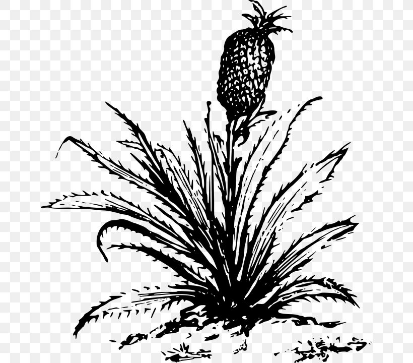 Pineapple Desktop Wallpaper Clip Art, PNG, 657x720px, Pineapple, Black And White, Branch, Commodity, Flora Download Free