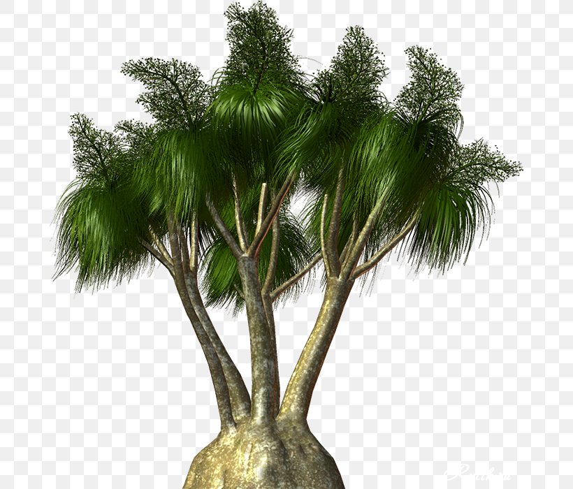 Asian Palmyra Palm Arecaceae Babassu Tree Woody Plant, PNG, 678x700px, Asian Palmyra Palm, Arecaceae, Arecales, Attalea, Attalea Speciosa Download Free
