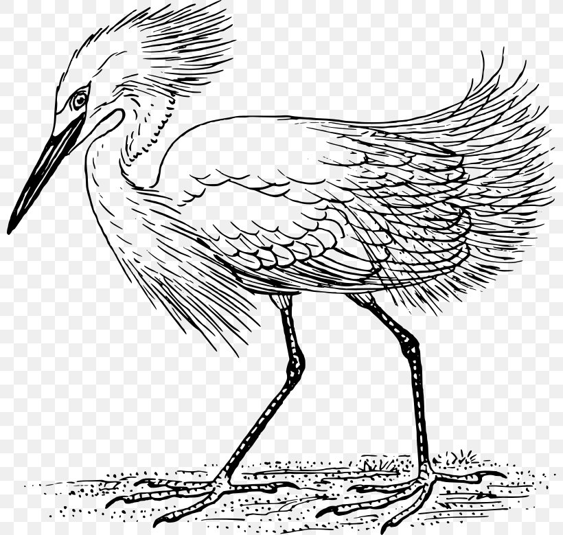 Heron Snowy Egret Crane Clip Art, PNG, 800x779px, Heron, Art, Artwork, Beak, Bird Download Free