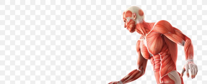 Skeletal Muscle Anatomy Human Skeleton Human Body, PNG, 1140x465px, Watercolor, Cartoon, Flower, Frame, Heart Download Free