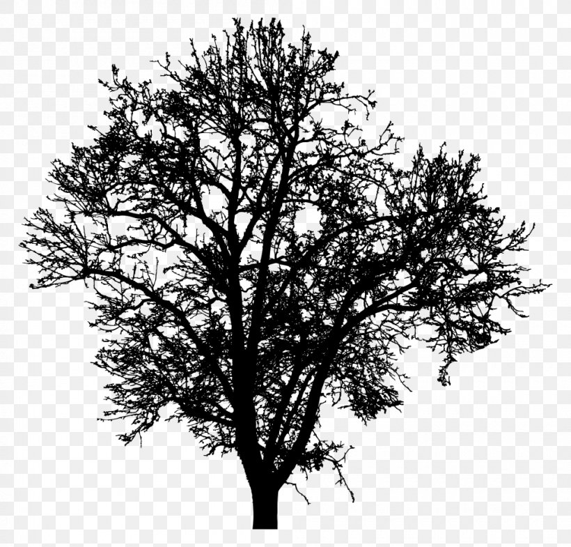 Twig Silhouette Tree Photography Drawing, PNG, 1000x958px, Twig, Black And White, Branch, Drawing, Leaf Download Free