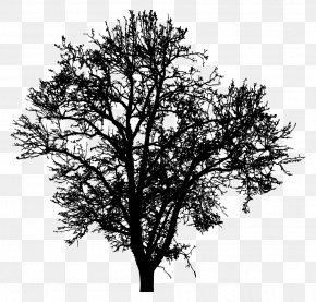 Silhouette - Twig Silhouette Tree Photography Drawing PNG