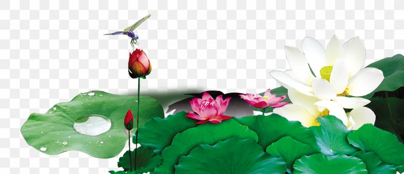 China Xiazhi Nelumbo Nucifera, PNG, 2324x1003px, China, Aquatic Plant, Chinese Poetry Congress, Flora, Flower Download Free