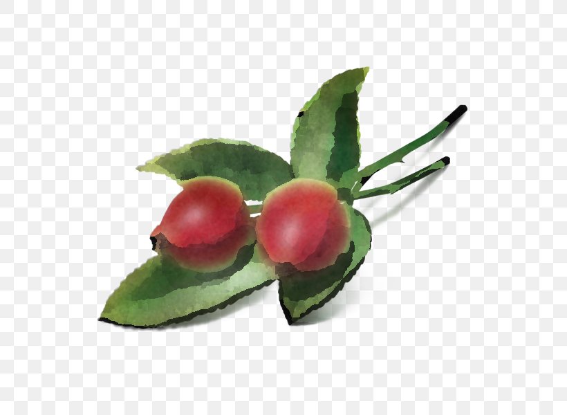 Holly, PNG, 600x600px, Leaf, Flower, Food, Fruit, Holly Download Free