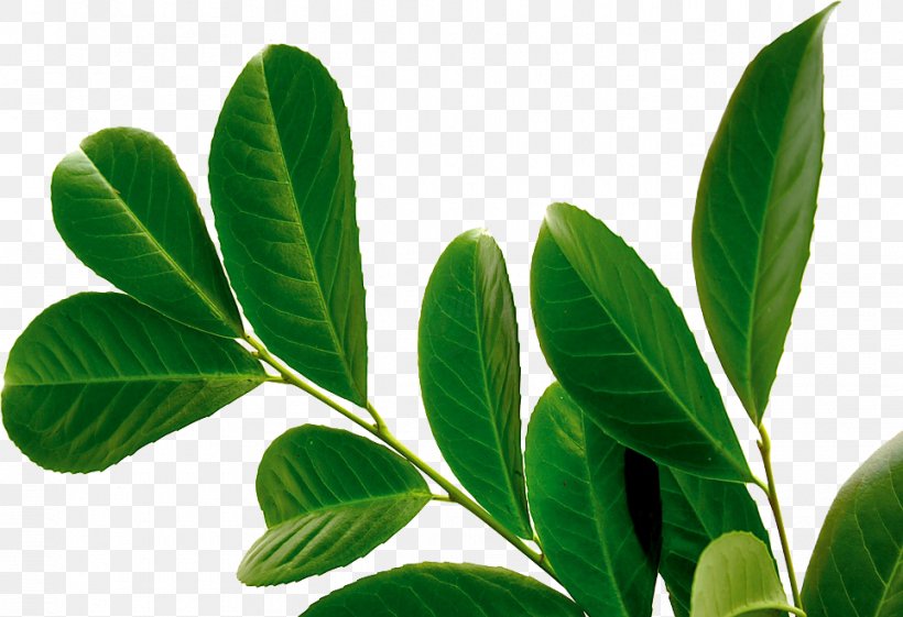 Leaf Cherry Laurel Bay Laurel Tree Aucuba Japonica, PNG, 964x660px, Leaf, Aucuba, Aucuba Japonica, Bay Laurel, Cherry Download Free