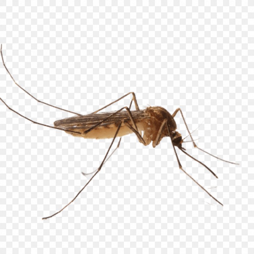 Mosquito Control Pest Control Nematocera, PNG, 1024x1024px, Mosquito, Arthropod, Blood, Crane Fly, Cricket Download Free