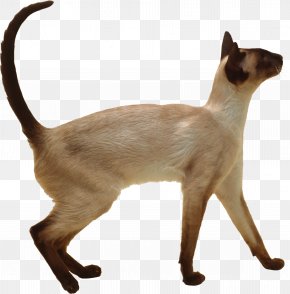 Line Drawing Floral Floral Patterns - Siamese Cat Oriental Shorthair Thai Cat Balinese Cat British Shorthair PNG