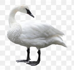 Swan - Swan Clip Art PNG