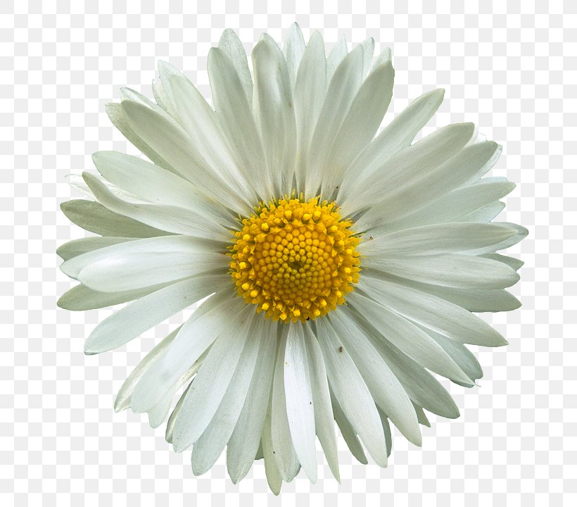 Common Daisy Oxeye Daisy Flower Desktop Wallpaper, PNG, 706x720px, Common Daisy, Annual Plant, Argyranthemum Frutescens, Aster, Chamaemelum Nobile Download Free