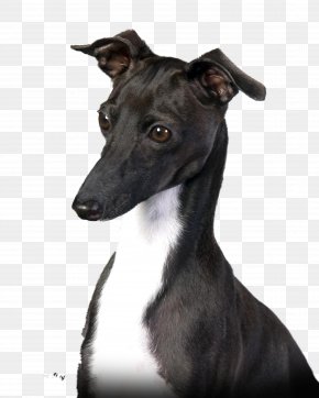 Sugar - Italian Greyhound Whippet Spanish Greyhound Sloughi PNG