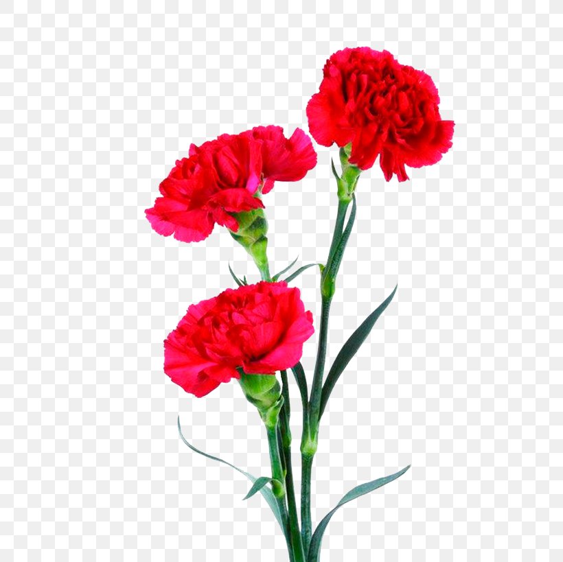 Bouquet Of Flowers Drawing, PNG, 600x819px, Carnation, Artificial Flower, Botany, Bouquet, Caryophyllales Download Free
