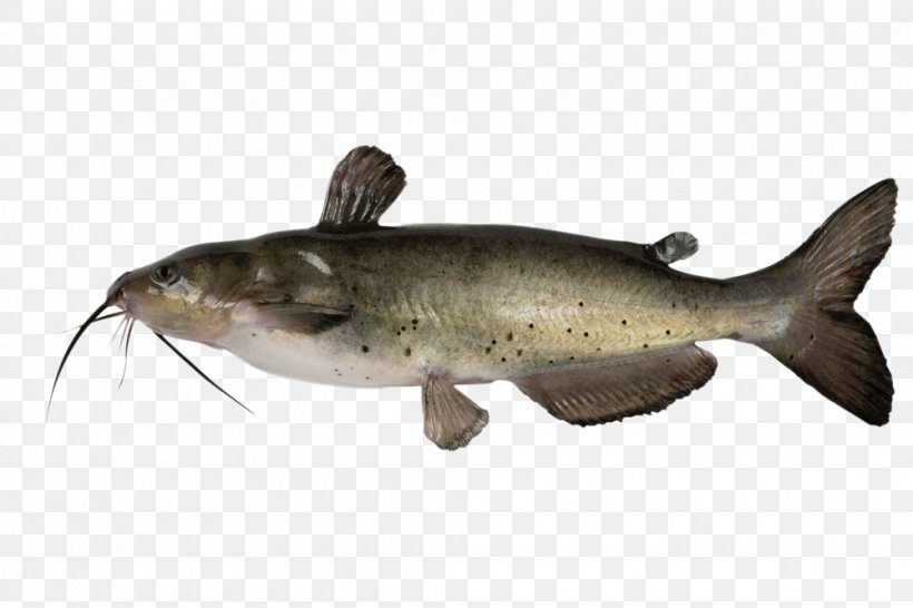 Channel Catfish Stock Photography Royalty-free, PNG, 1000x667px, Channel Catfish, Barbel, Bass, Bony Fish, Catfish Download Free