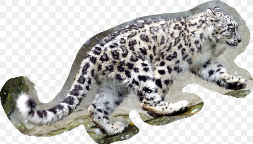 Desktop Wallpaper Snow Leopard 1080p, PNG, 1024x584px, Leopard, Animal Figure, Big Cats, Carnivoran, Cat Like Mammal Download Free