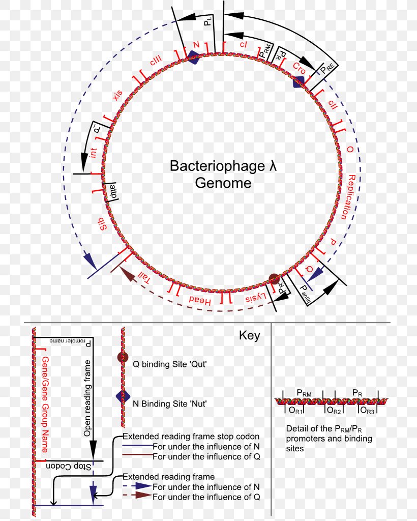 A Genetic Switch Lambda Phage Bacteriophage Genome, PNG, 725x1024px, Lambda Phage, Area, Bacteria, Bacteriophage, Cloning Download Free