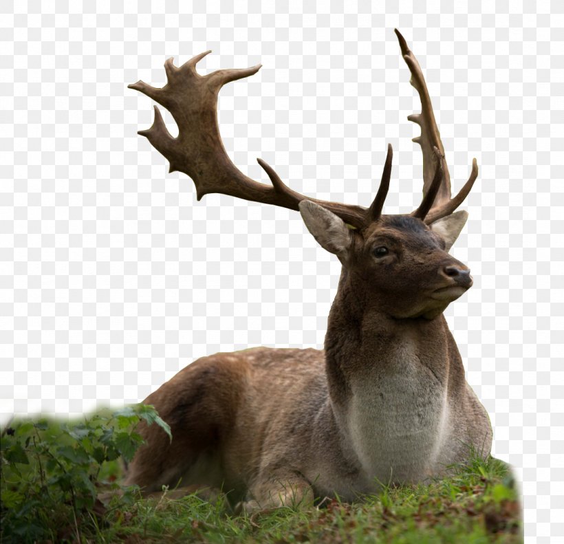 Elk Reindeer Giraffe White-tailed Deer, PNG, 1088x1050px, Deer, Animal, Antler, Elk, Fauna Download Free
