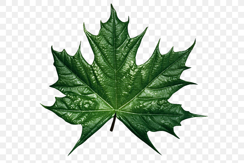 Maple Leaf, PNG, 600x549px, Leaf, Black Maple, Flower, Maple Leaf, Plane Download Free