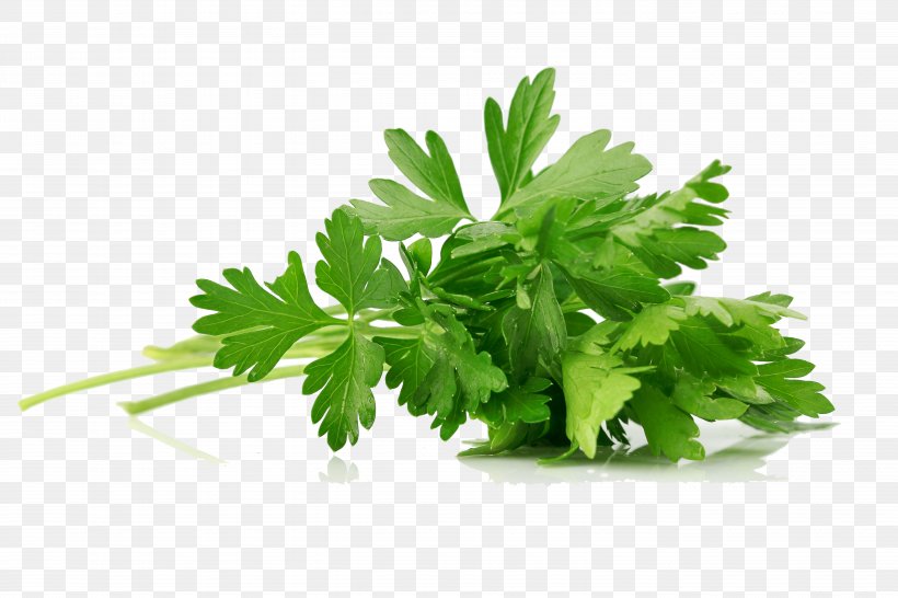 Parsley Celery Coriander Vegetarian Cuisine Herb, PNG, 5616x3744px, Parsley, Acqua Pazza, Celery, Coriander, Fines Herbes Download Free