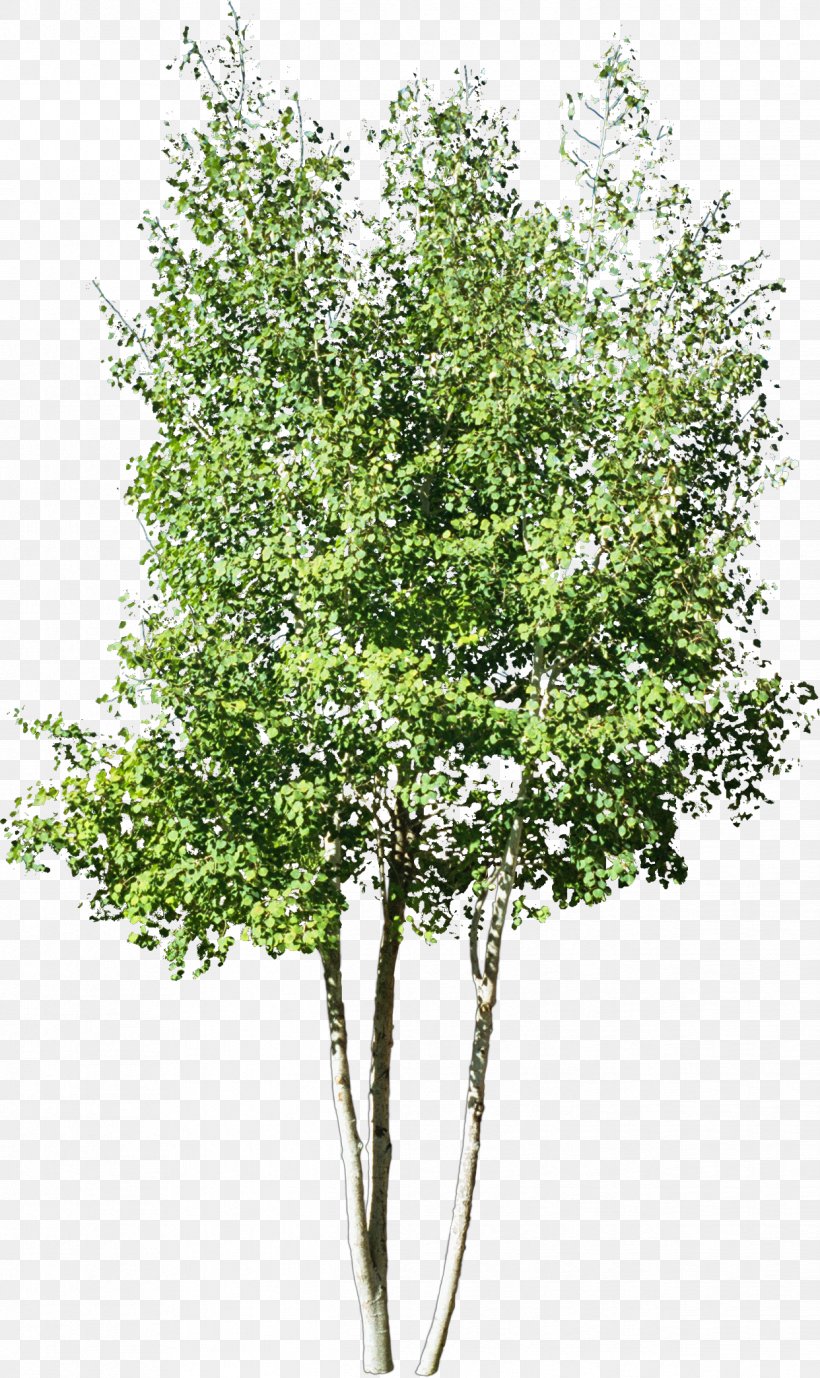 Stock Photography Tree Drawing Royalty-free, PNG, 1242x2088px, Stock Photography, Birch, Branch, Can Stock Photo, Drawing Download Free