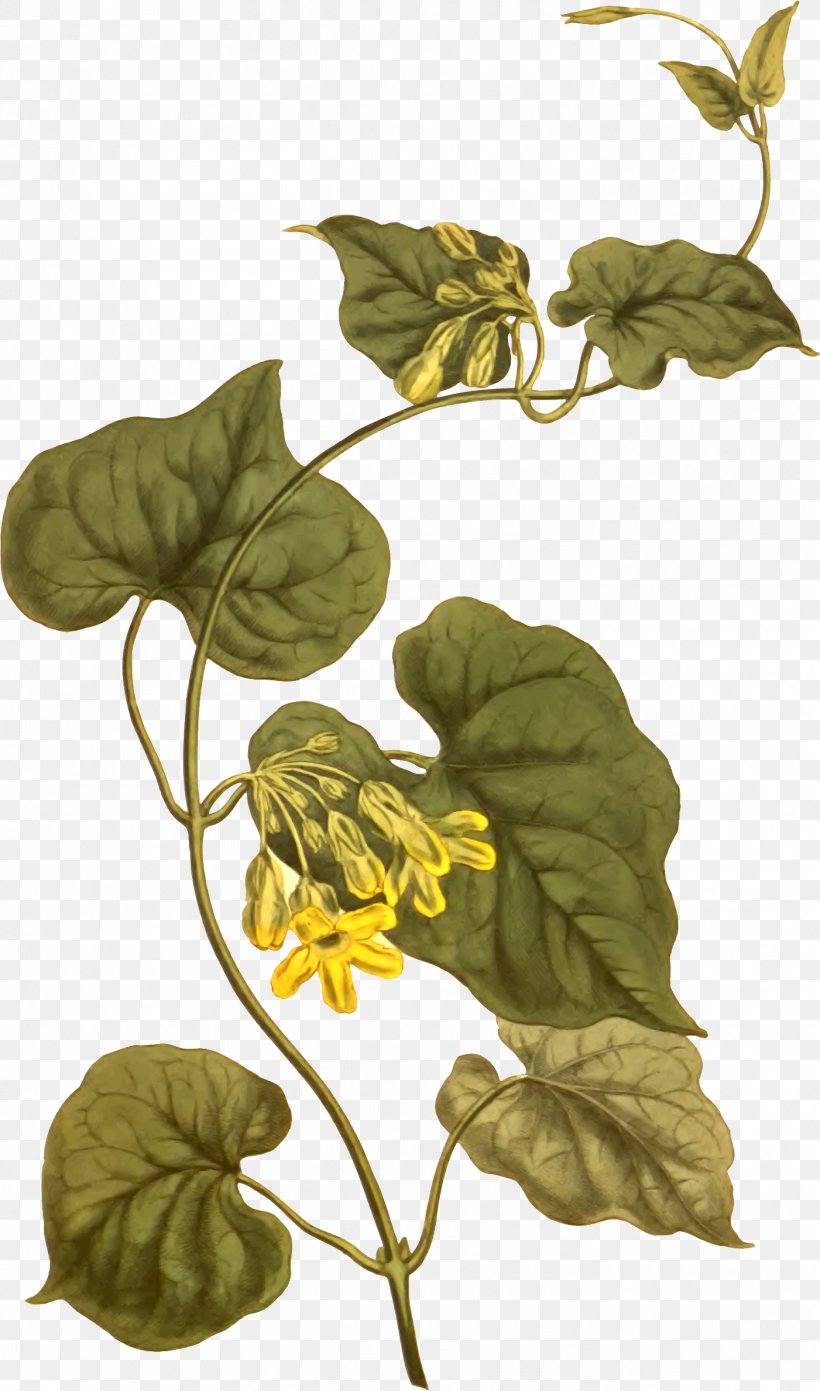 Telosma Cordata Leaf Taxon Telosma Africana Botany, PNG, 1401x2378px, Telosma Cordata, Botany, Flora, Flower, Food Download Free