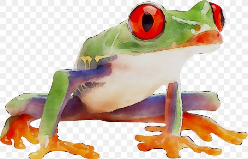 Tree Frog True Frog Product, PNG, 1136x727px, Tree Frog, Agalychnis, Amphibian, Animal Figure, Frog Download Free