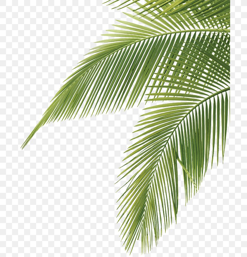 Arecaceae Leaf Frond Clip Art, PNG, 709x853px, Arecaceae, Arecales, Coconut, Frond, Leaf Download Free