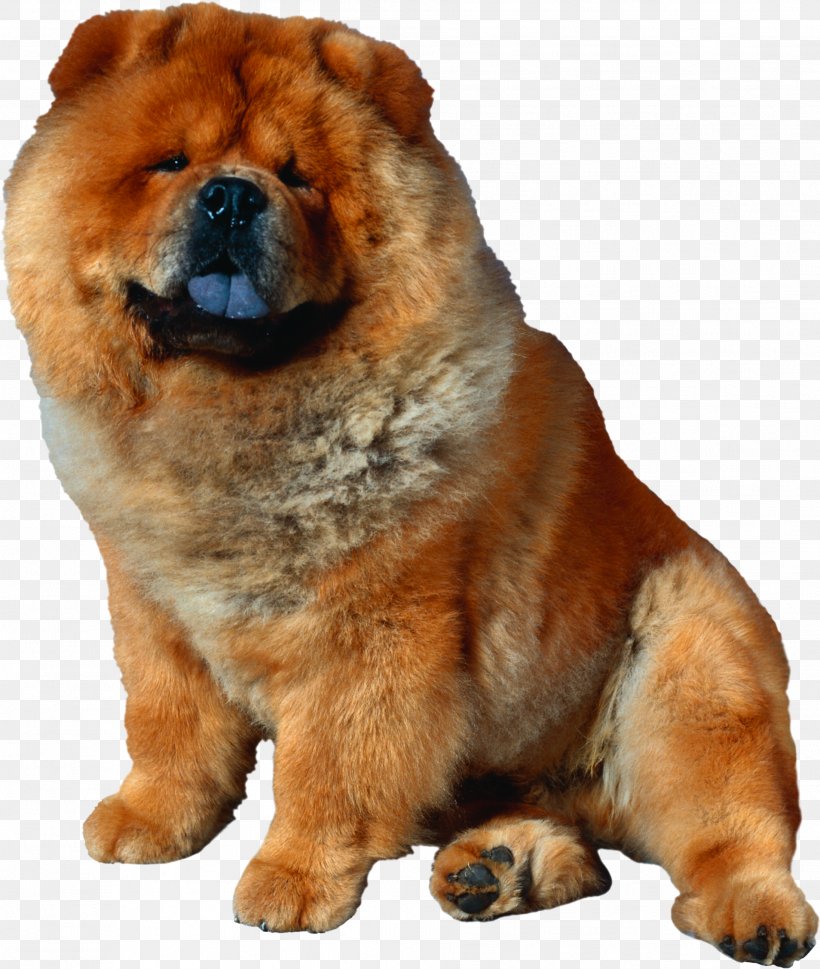 shiba inu and chow chow