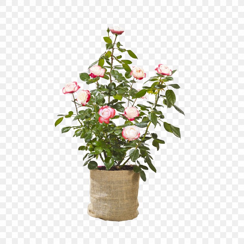 Rose Family Flowerpot Floral Design Cut Flowers, PNG, 1800x1800px, Rose Family, Annual Plant, Artificial Flower, Cut Flowers, Floral Design Download Free